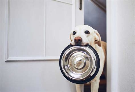 Older dog suddenly hungry all the time. Things To Know About Older dog suddenly hungry all the time. 
